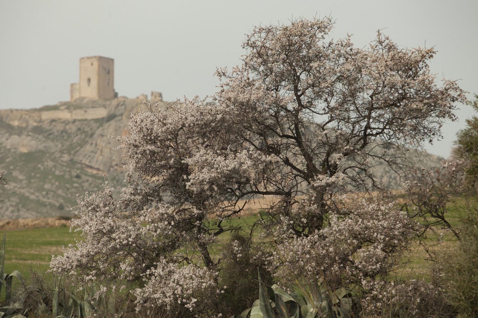 Fotos: los almendros anuncian la primavera