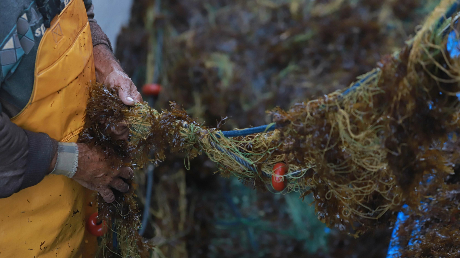 El alga invasora ahoga la pesca en Algeciras