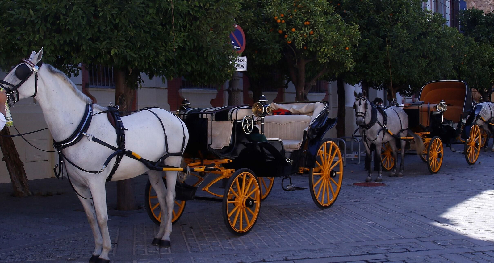Pacma inicia una campaña para pedir la sustitución de los coches de caballos por eléctricos