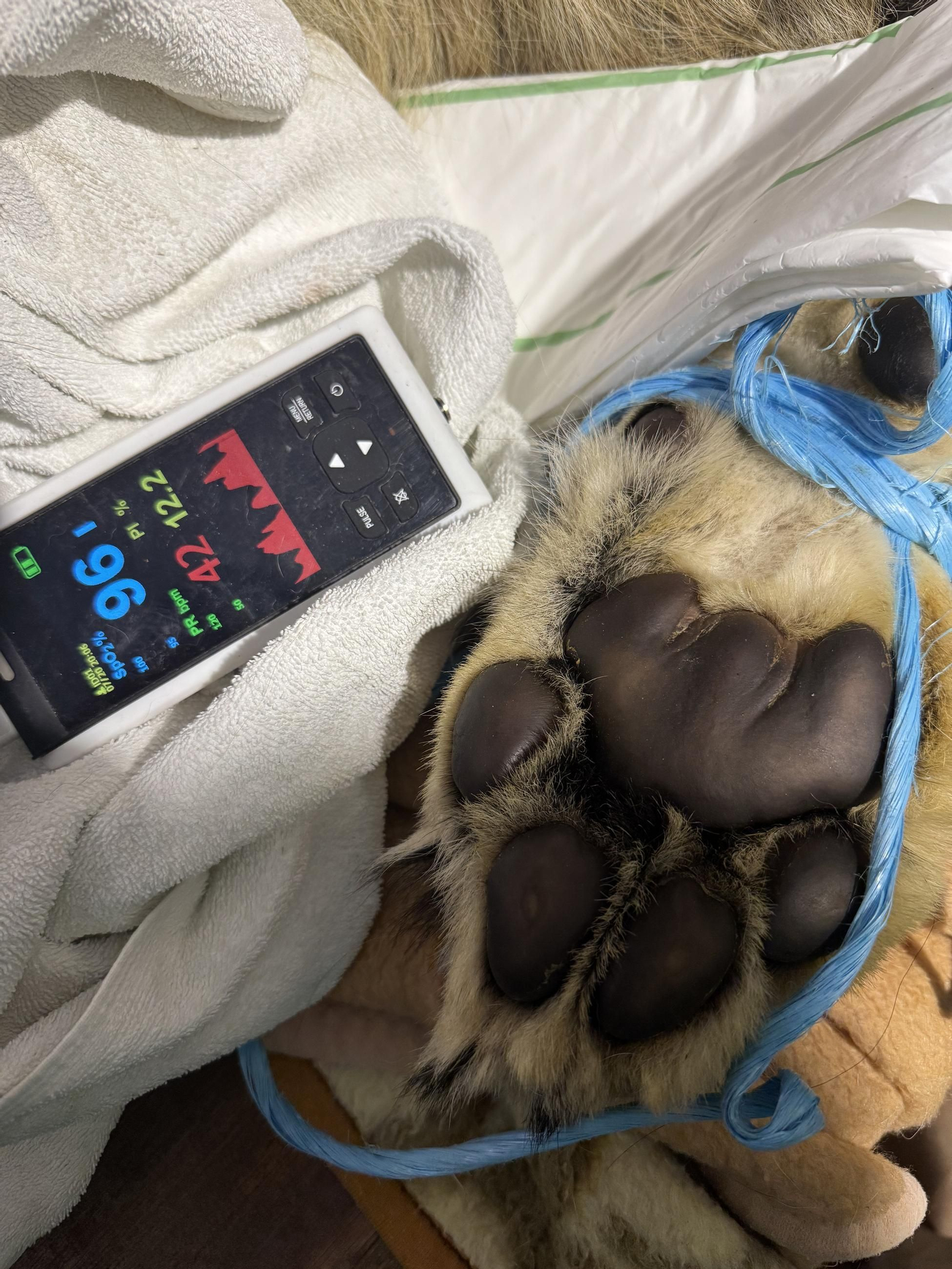 Así es Amaru, el león que ha sobrevido a una grave operación en Tabernas