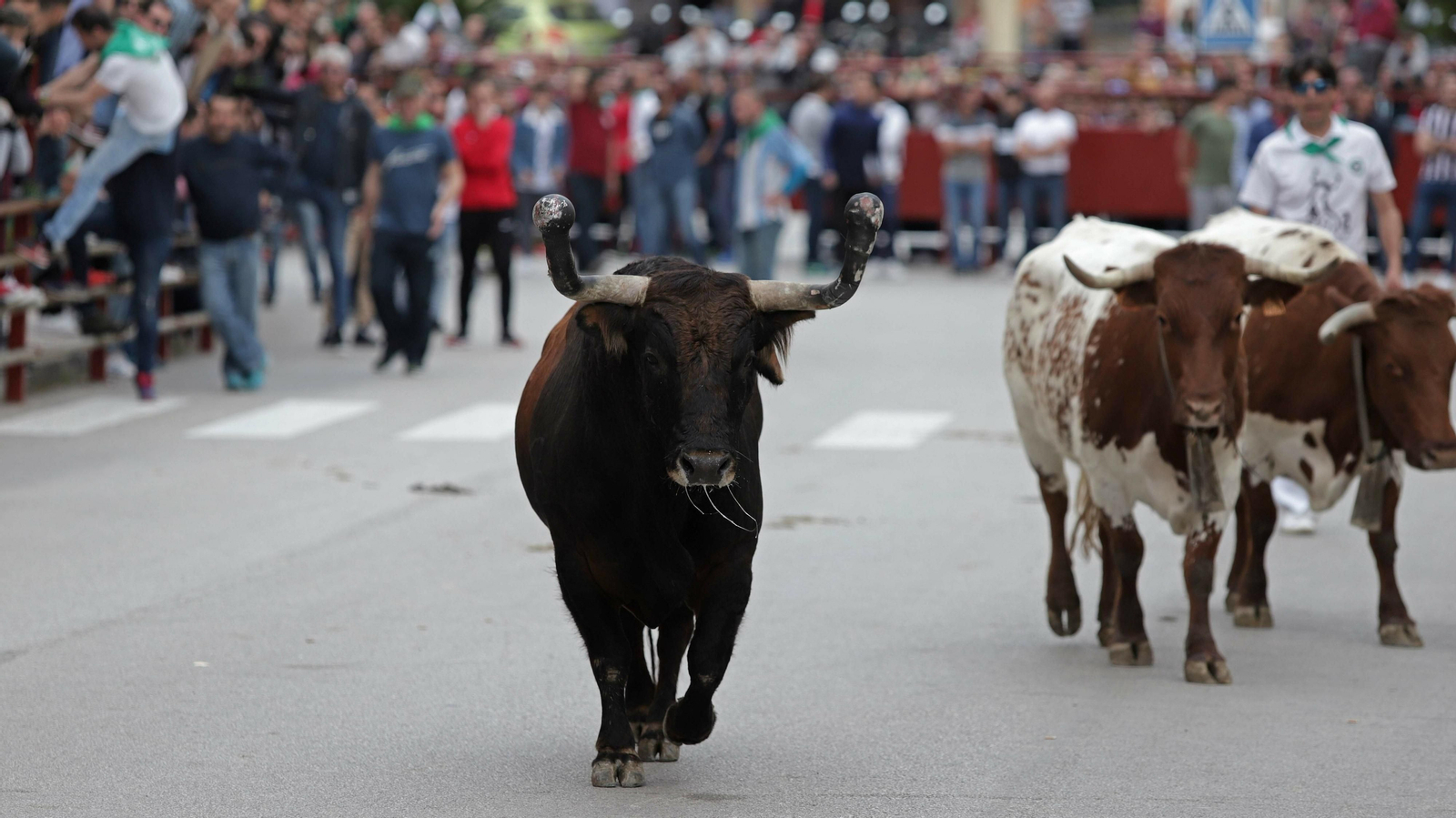 Imágenes del Toro Embolao de Los Barrios