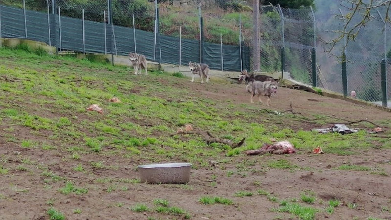 Estos eran los animales