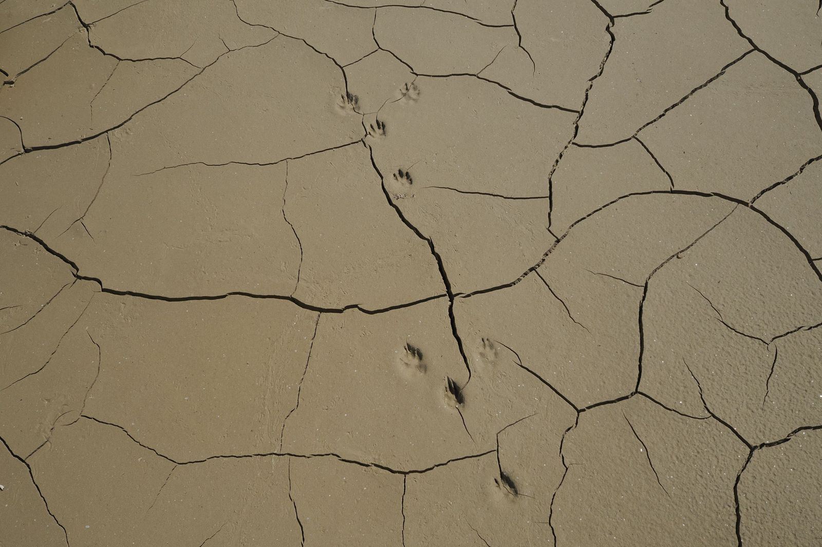 Una imagen que refleja la sequía.