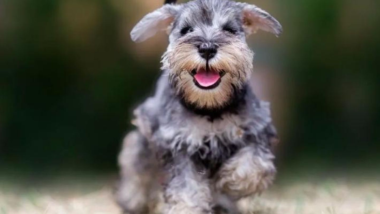 Schnauzer