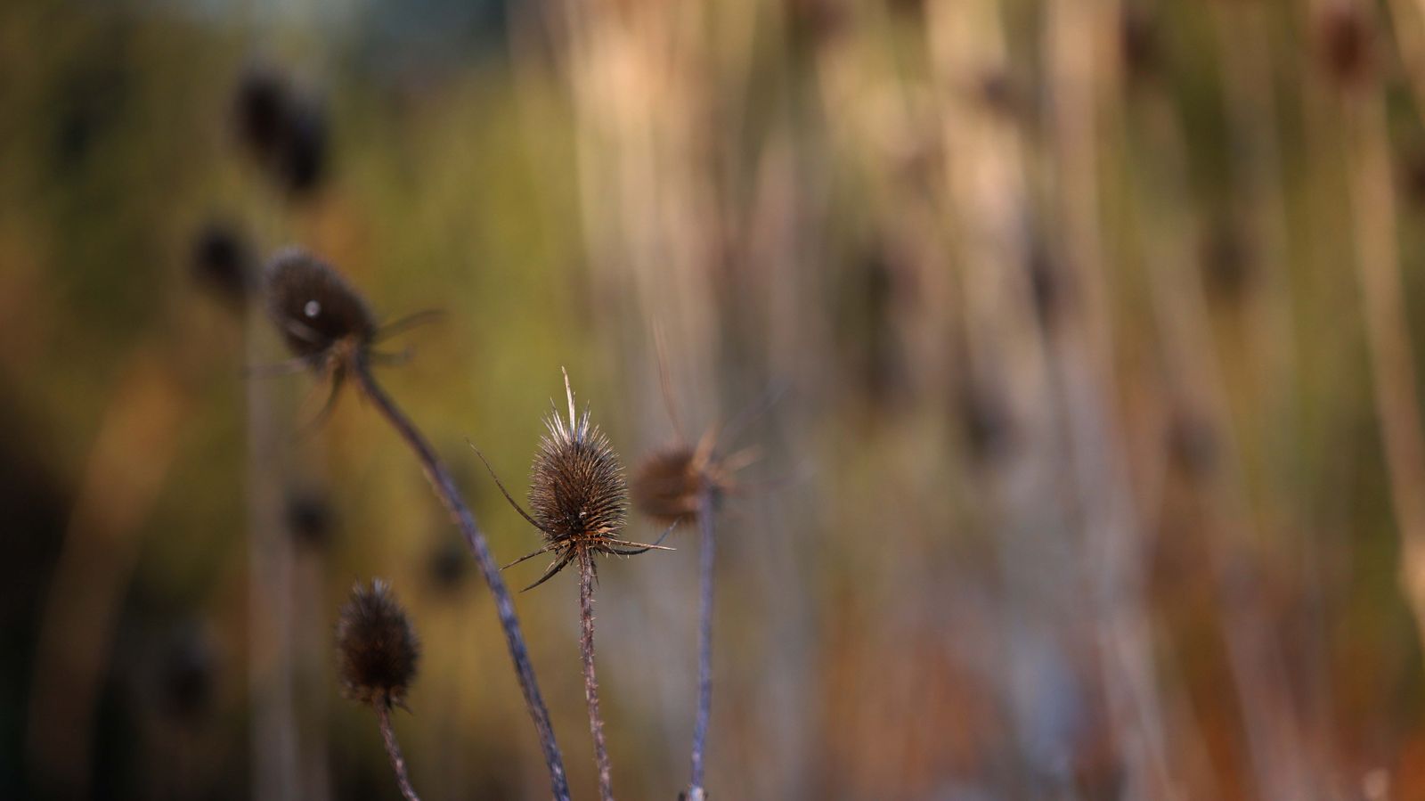 Sendero del arroyo de la Madre Vieja en San Roque