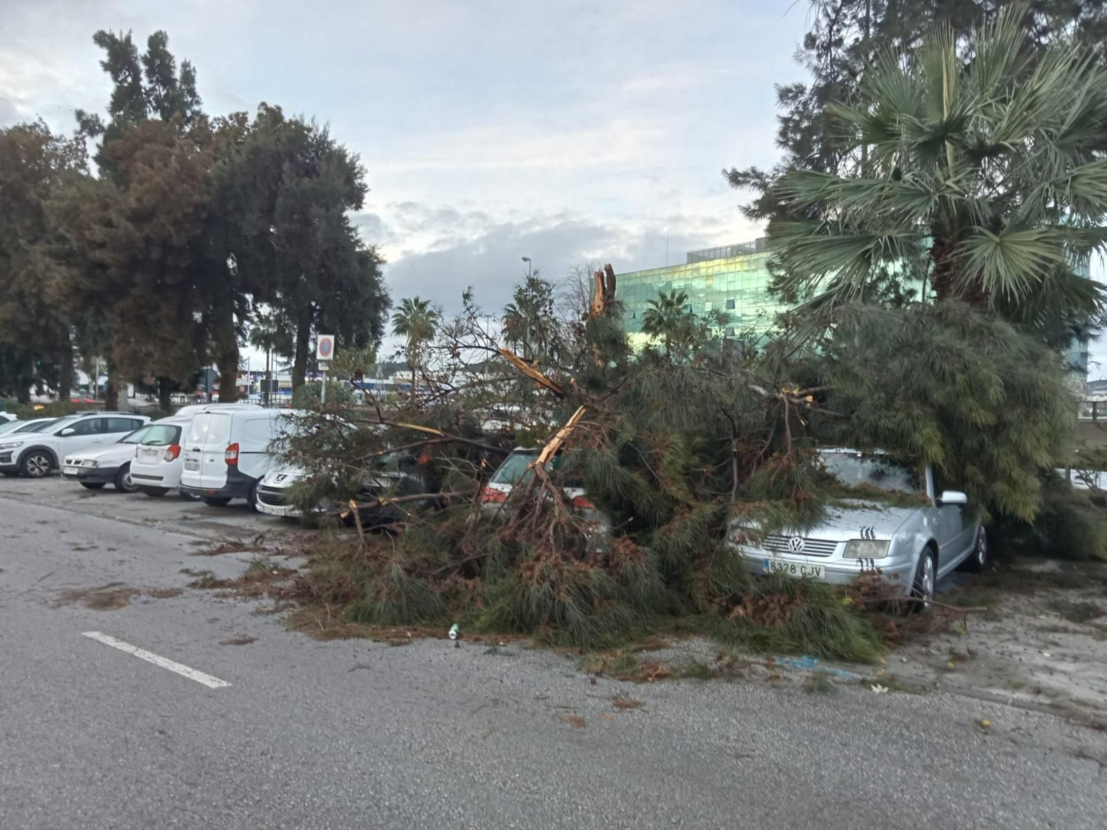 Un árbol caido en Mijas esta madrugada