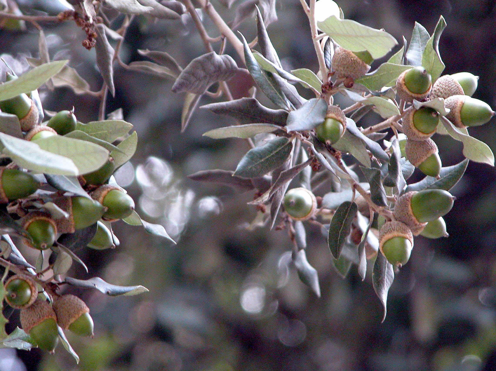 Bellotas en una encina.