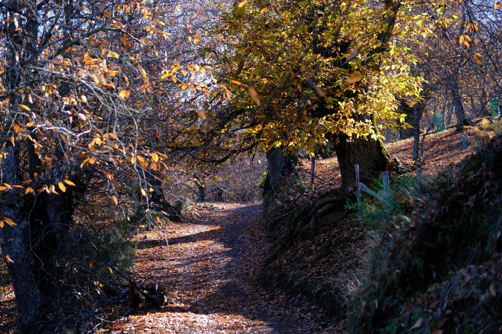 El Bosque de Cobre, en imágenes