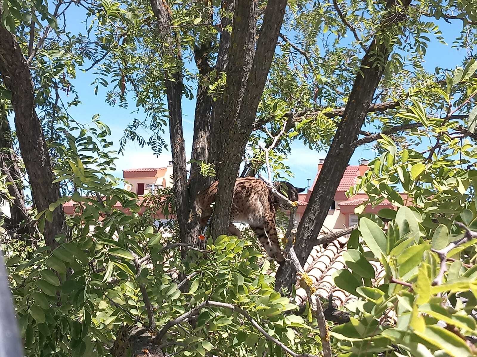 Imagen del lince Sotillo subido a un árbol de una vivienda en Úbeda