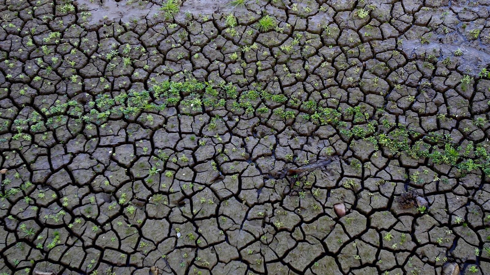 Un pantano seco en el Campo de Gibraltar. Un pantano seco en el Campo de Gibraltar.