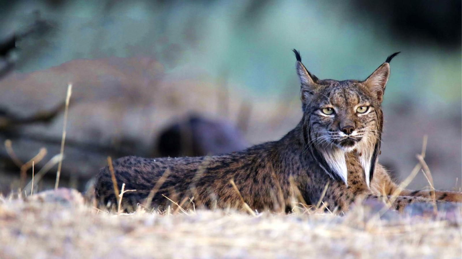 Lince ibérico en Sierra Morena, uno de los principales reclamos del ecoturismo de naturaleza que sitúa a Jaén como destino internacional para la observación de fauna salvaje.