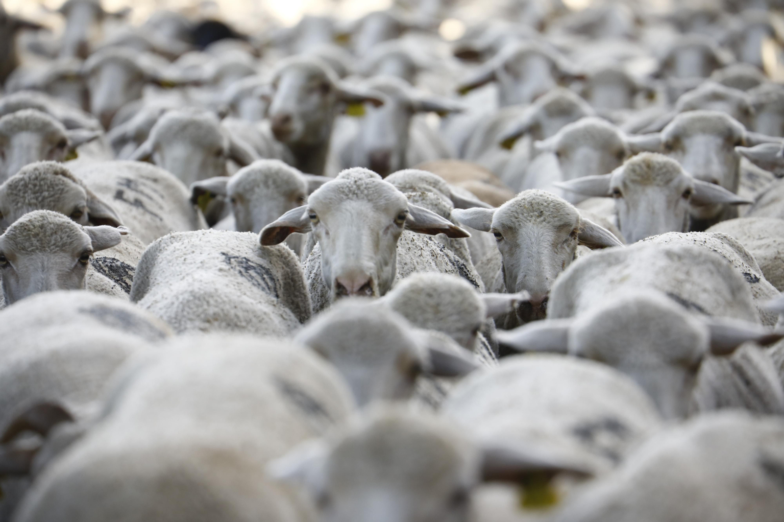 El paso de las ovejas de la ganadería Las Albaidas por Cordoba, en imágenes