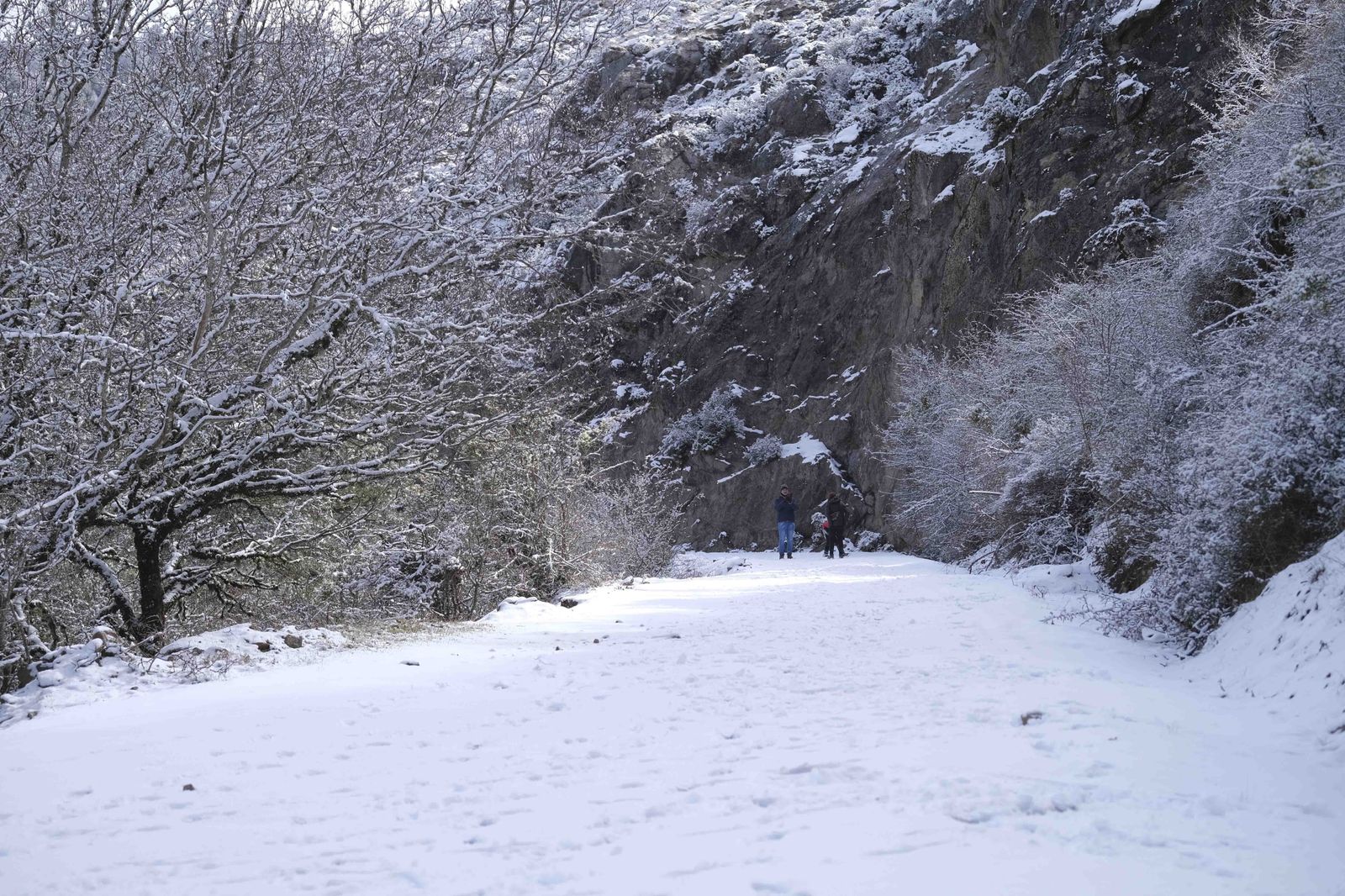 Nevada en la Serranía de Ronda, en fotos.