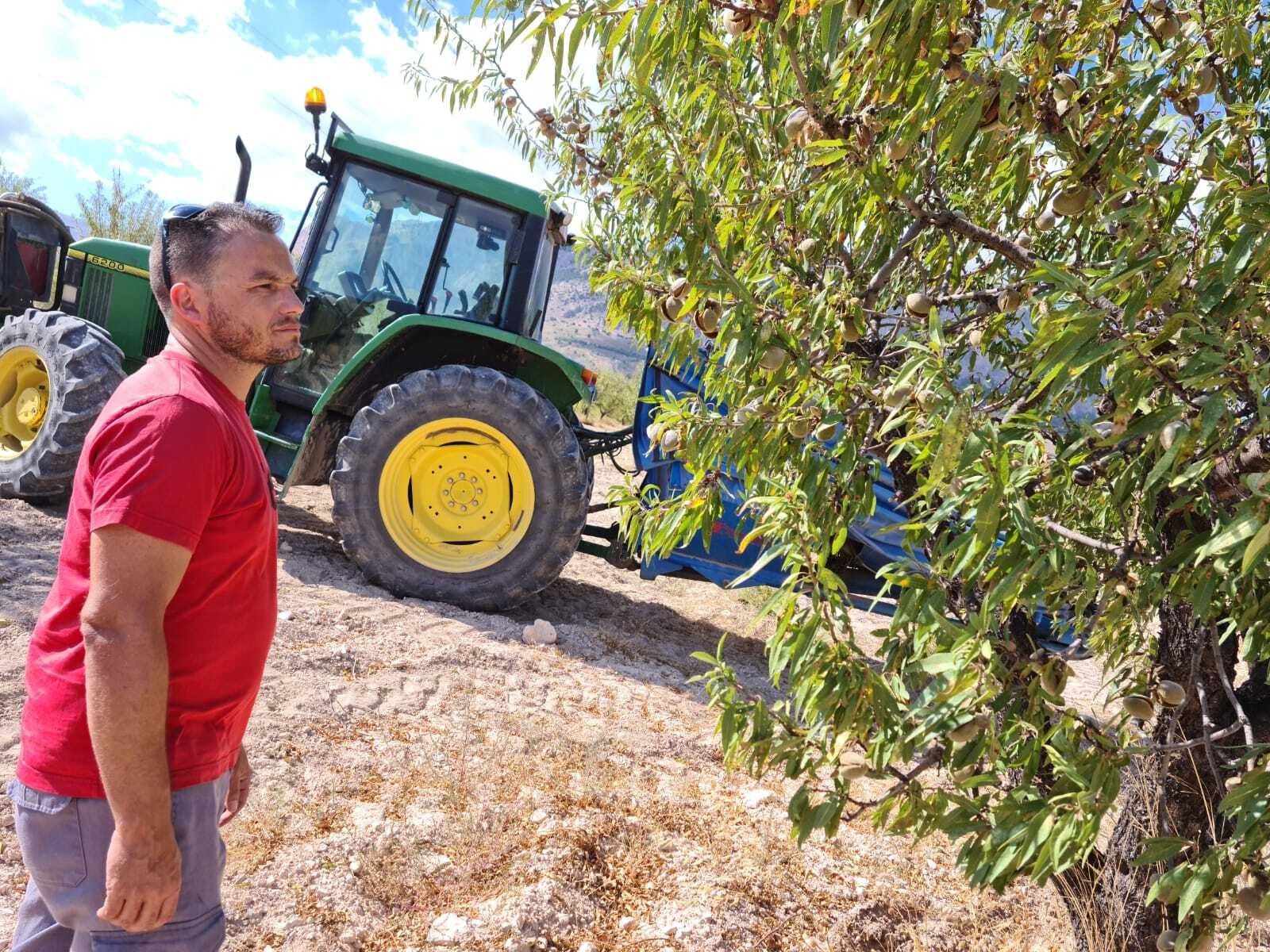 Recolección de la aceituna