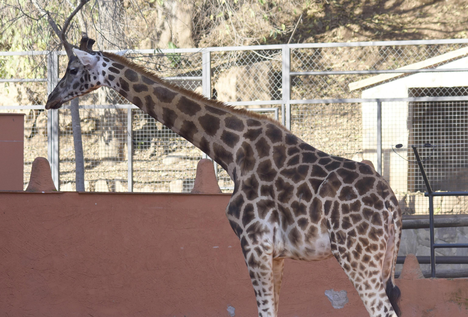 Bulería, en su espacio en el Zoológico de Córdoba.