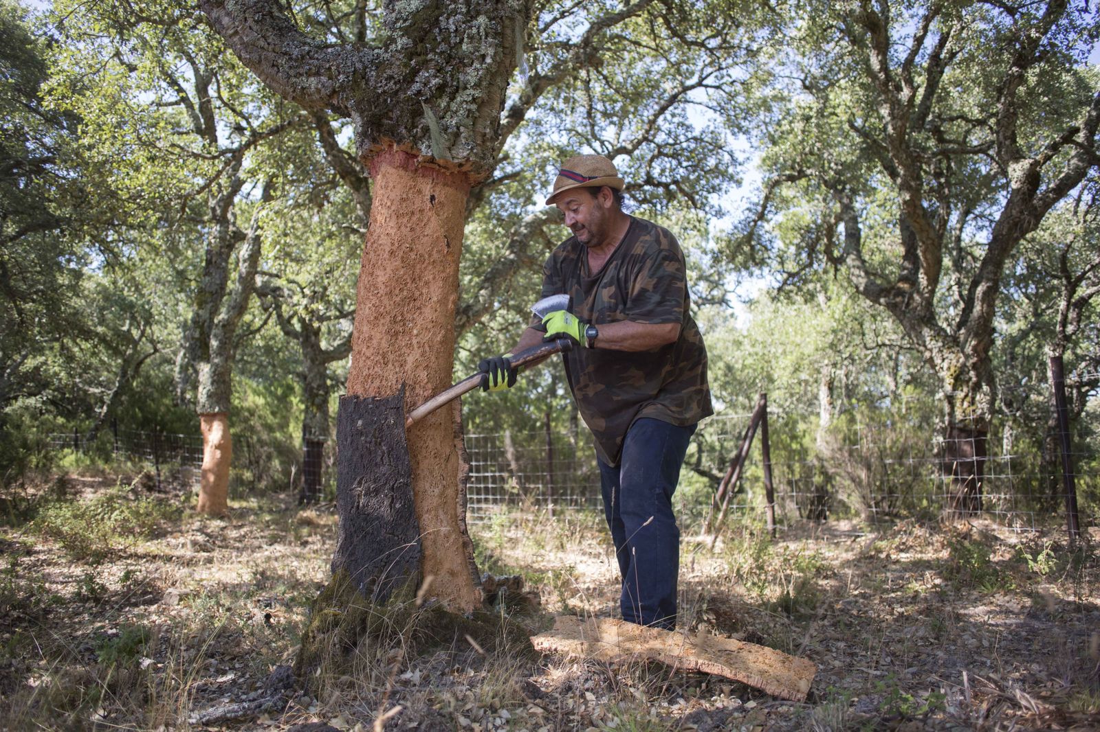Trabajo para retirar la corcha del tronco del árbol