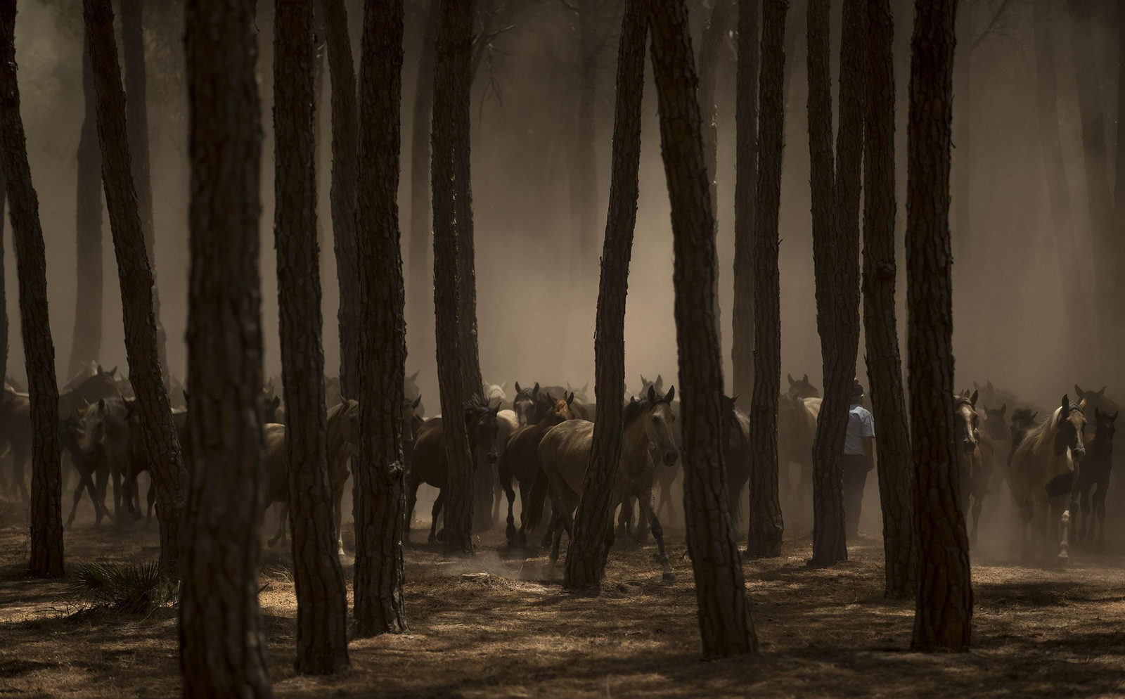 La Saca de las Yeguas, en imágenes