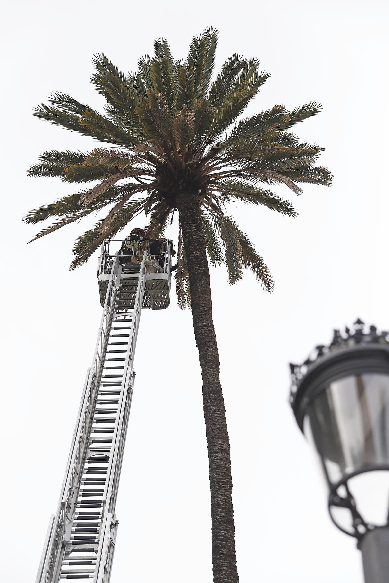 La palmera de Huelva es sometida a una inspección y posterior poda tras el paso del último temporal