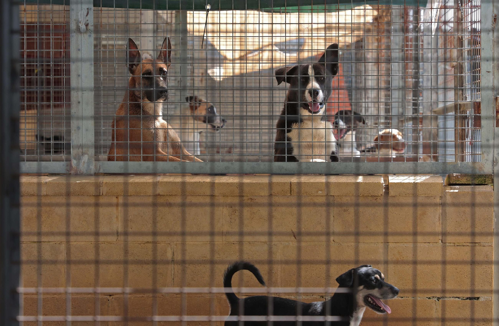 Imágenes de la protectora de animales del Campo de Gibraltar en Los Barrios