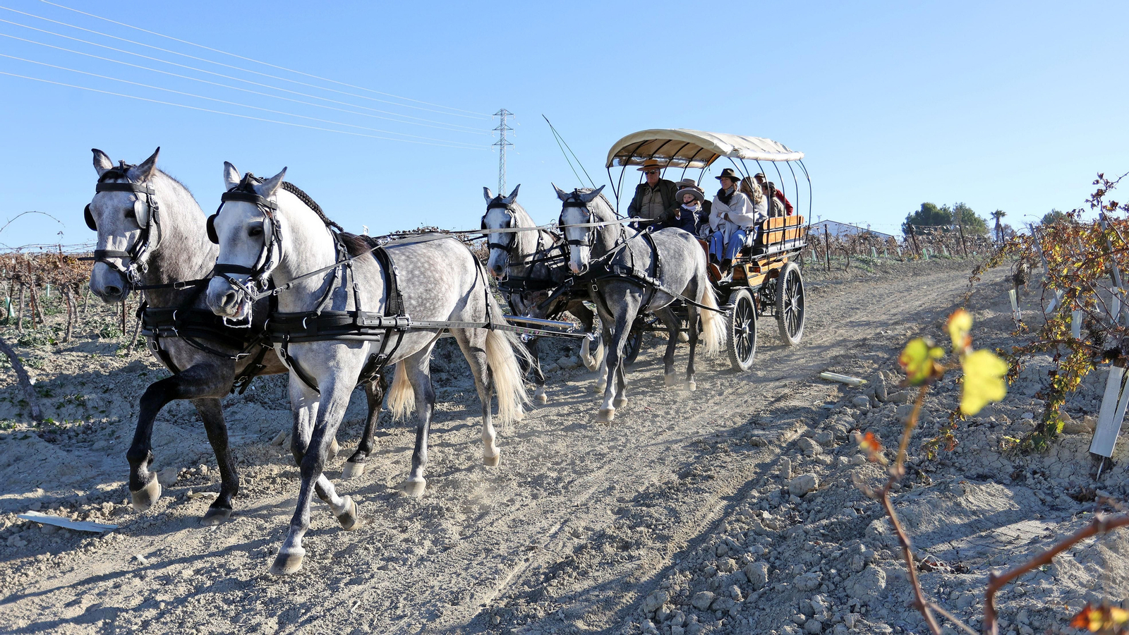 II Ruta Viñas de Jerez