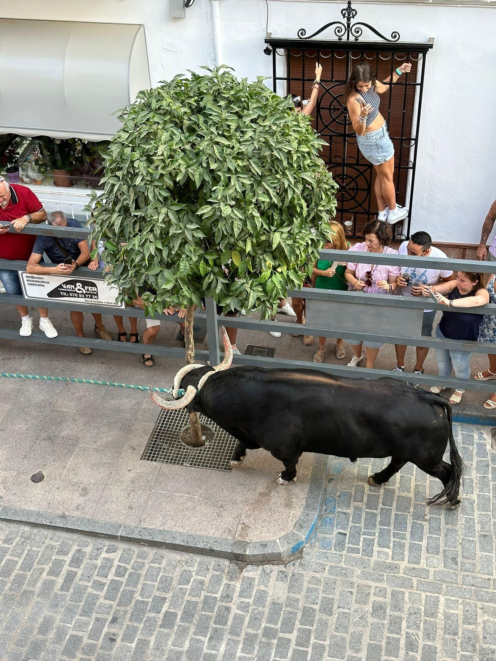 Las fotos del toro de cuerda de Carcabuey