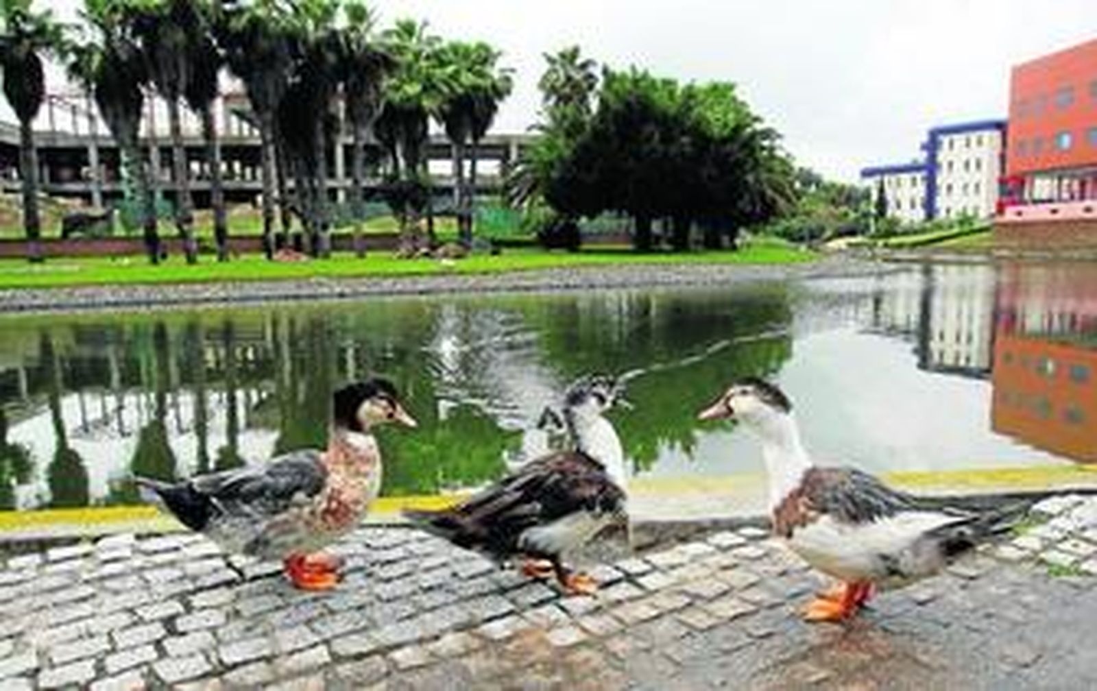 Uno de los lagos del Parque Tecnológico de Andalucía.