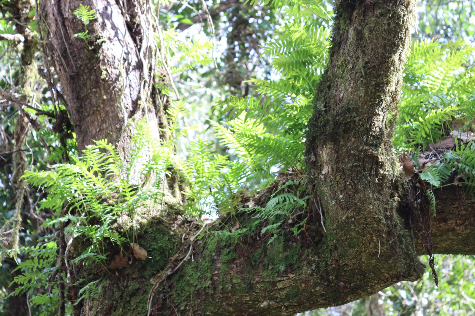 Fotos de la flora y fauna del Parque Natural de Los Alcornocales