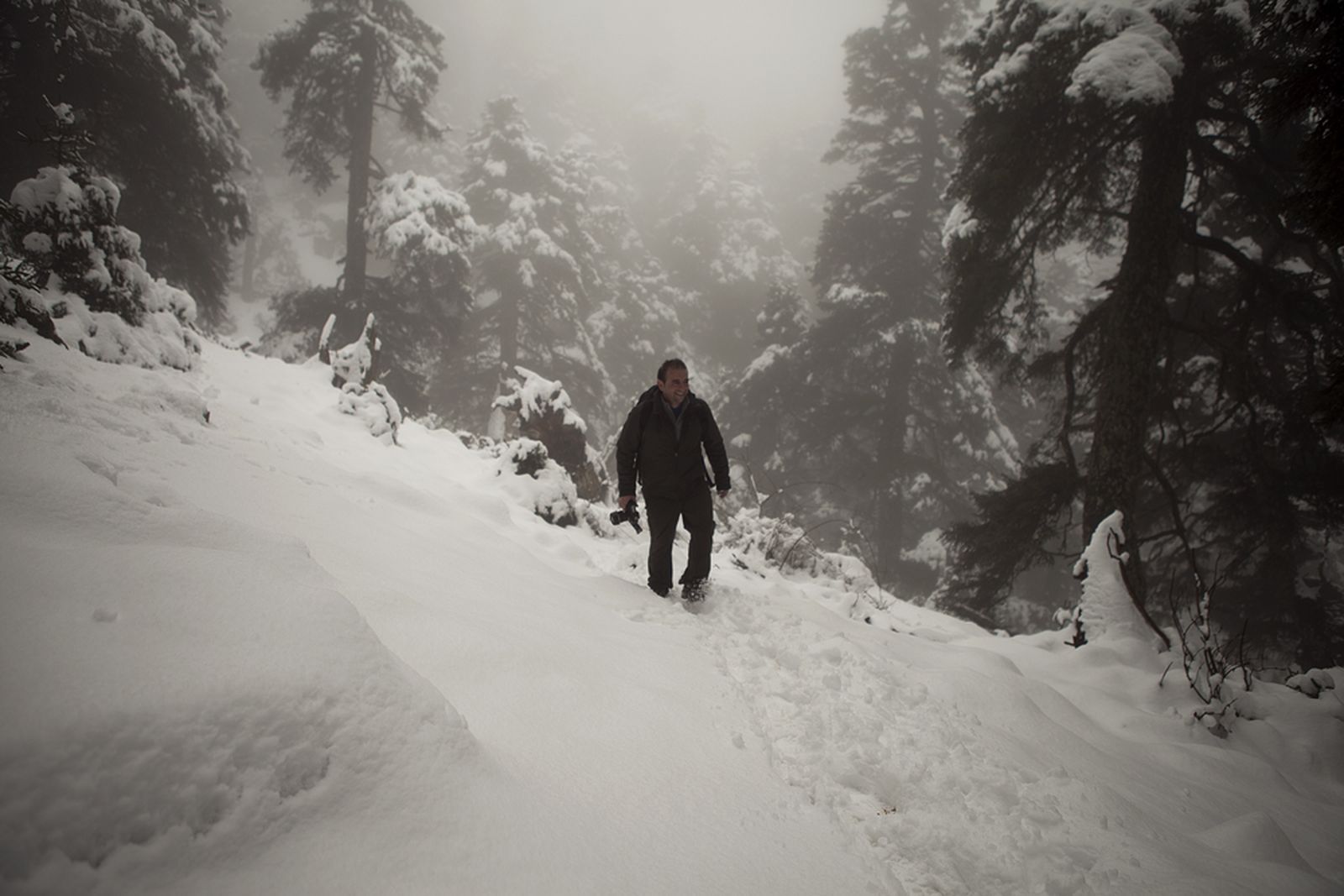 Concentración de pinsapos en la Cañada del Cuerno.
