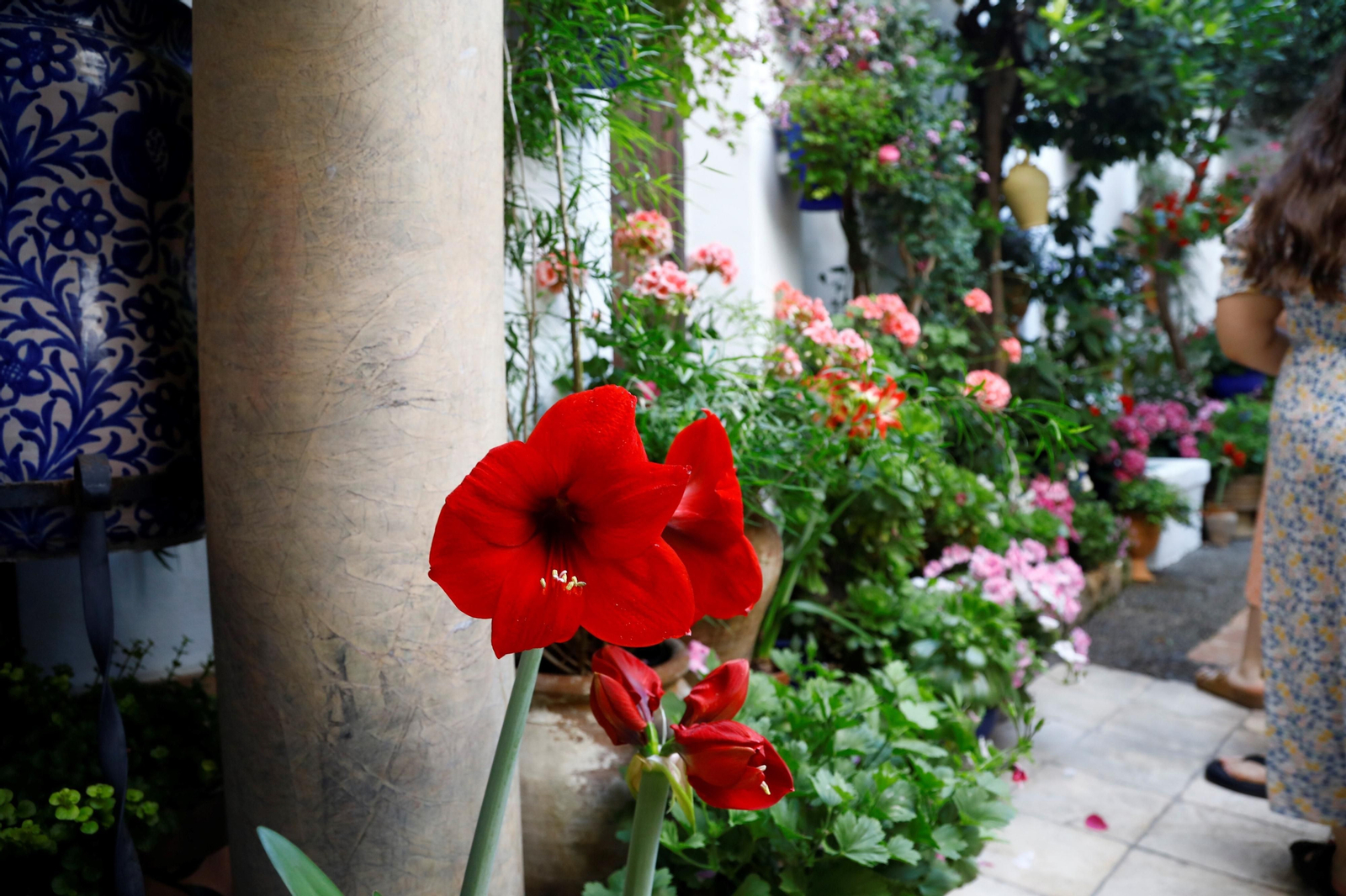 Los ganadores del Concurso de Patios de Córdoba 2023, en imágenes