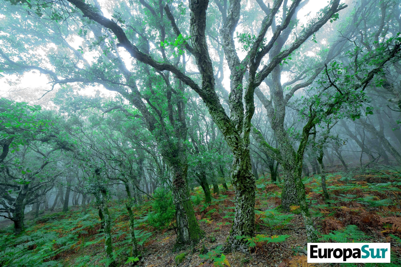 Fotografías de 'El último bosque', por David Coronado