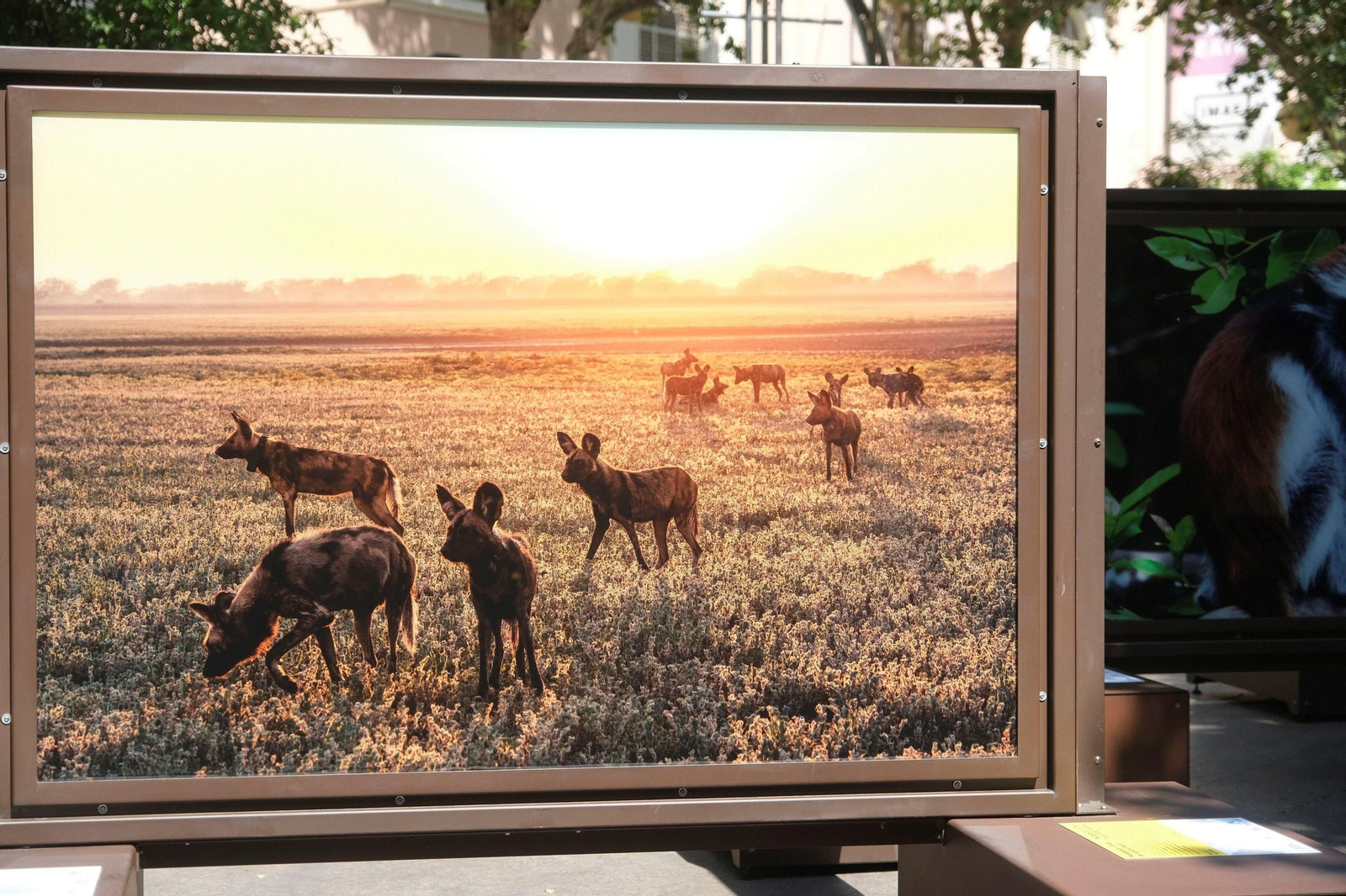 La exposición de 'National Geographic' en el bulevar del Gran Capitán de Córdoba, en imágenes
