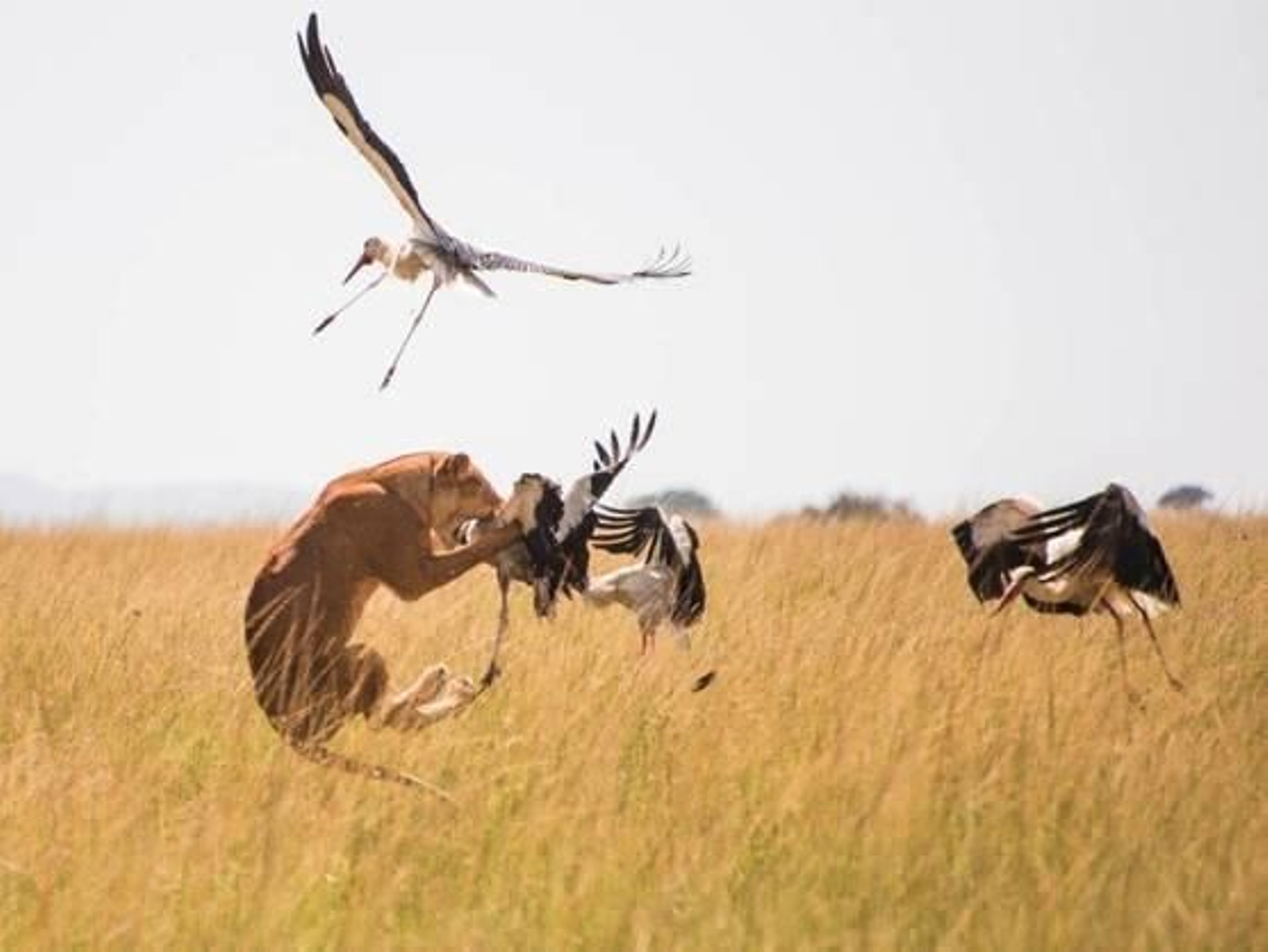 wild-covid-tve-las-insolitas-conductas-de-los-leones-durante-la-pandemia