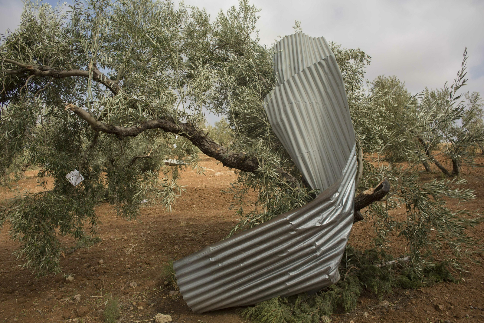Fotos de los daños causados por los tornados en Campillos