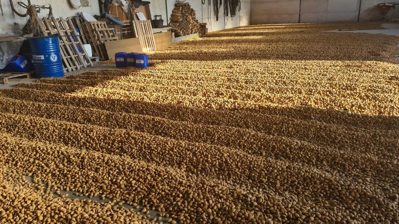 Almendra extendida en una nave en pleno proceso de secado
