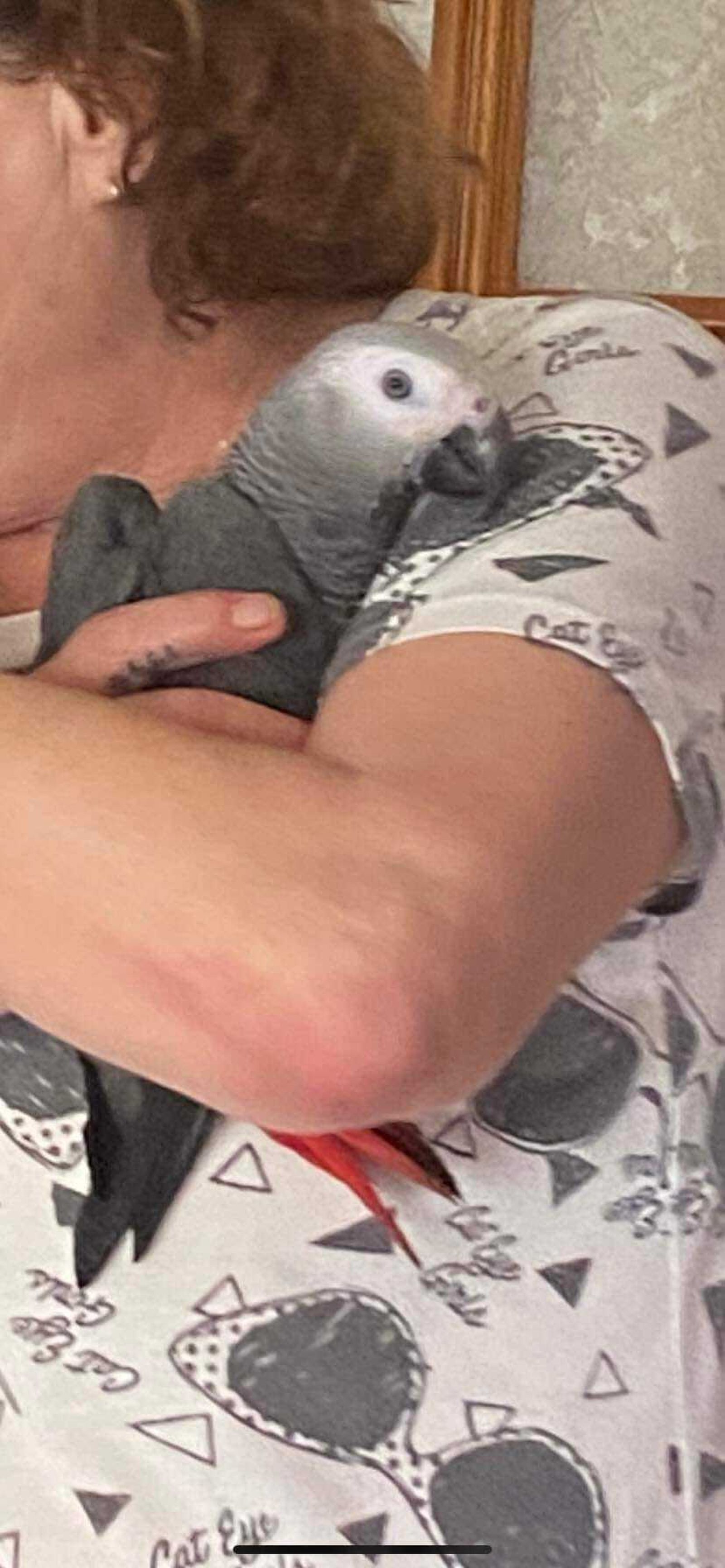 Imagen del lorito Yaco que circula por las redes para facilitar su localización