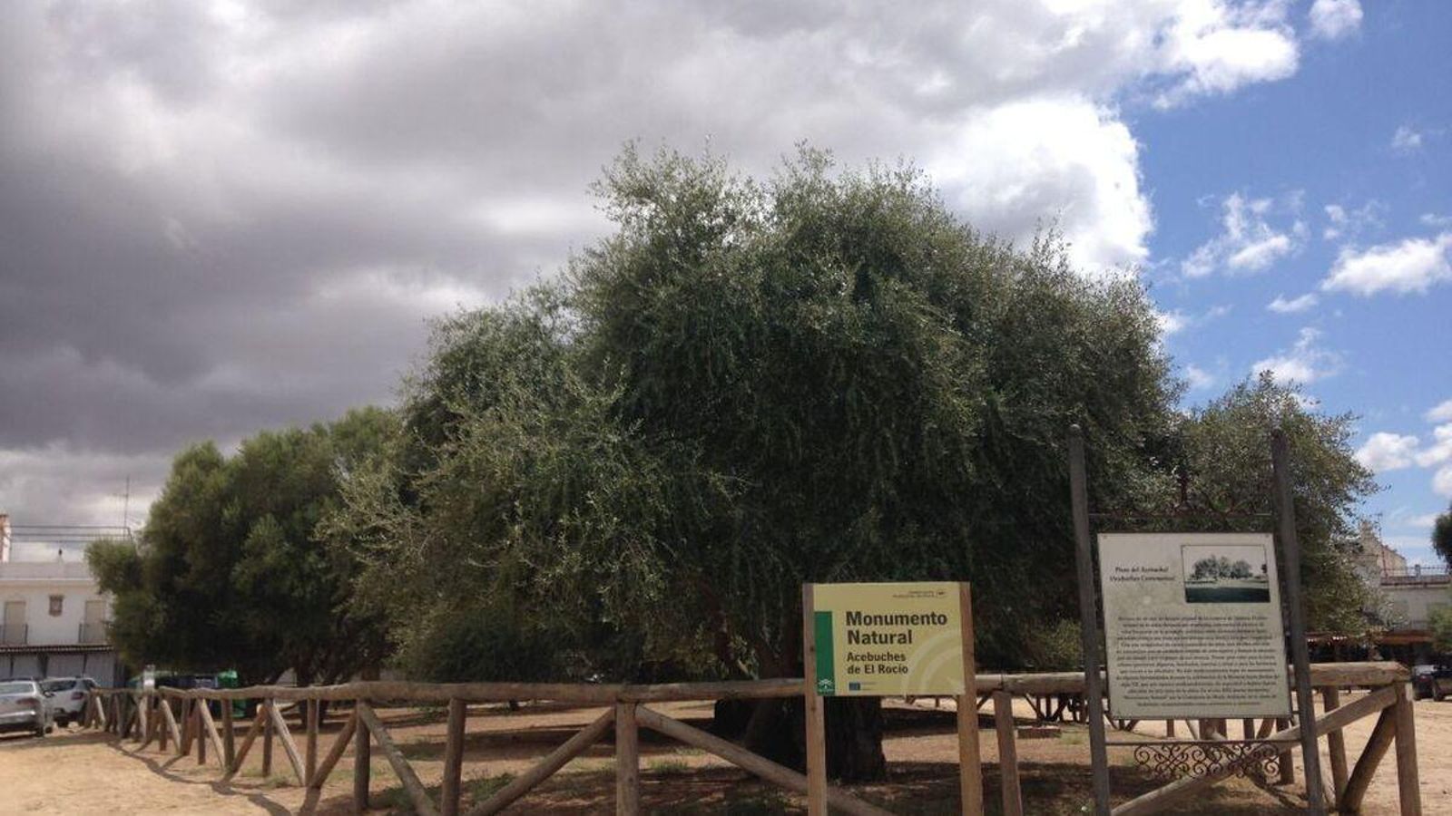 Monumento Natural Acebuchales de El Rocío