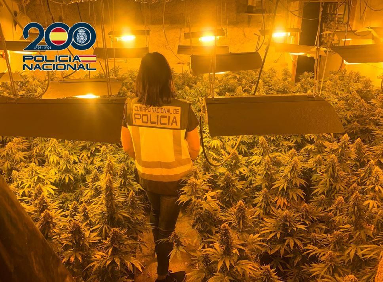 Una agente de la Policía Nacional, en una de las plantaciones intervenidas