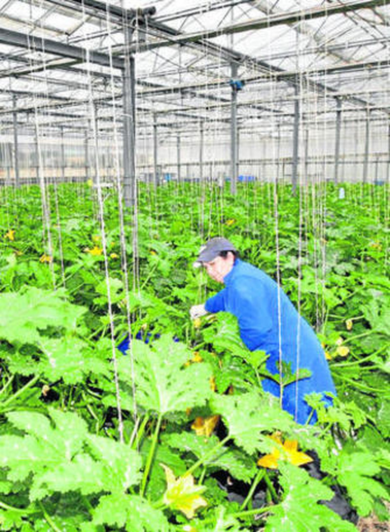 La producción de calabacín se ha visto afectada por el frío.