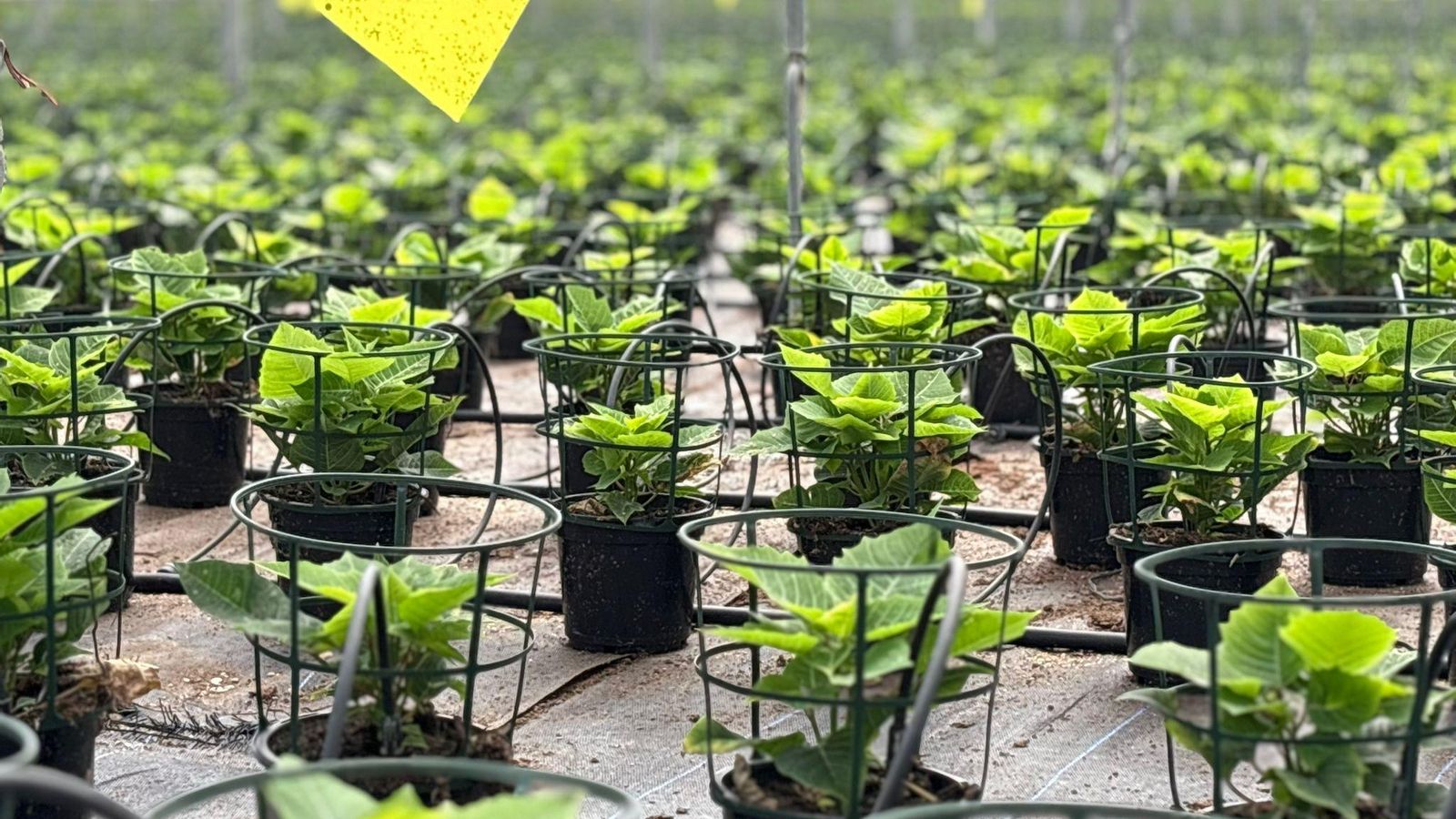 Pascueros que produce Solisplant.