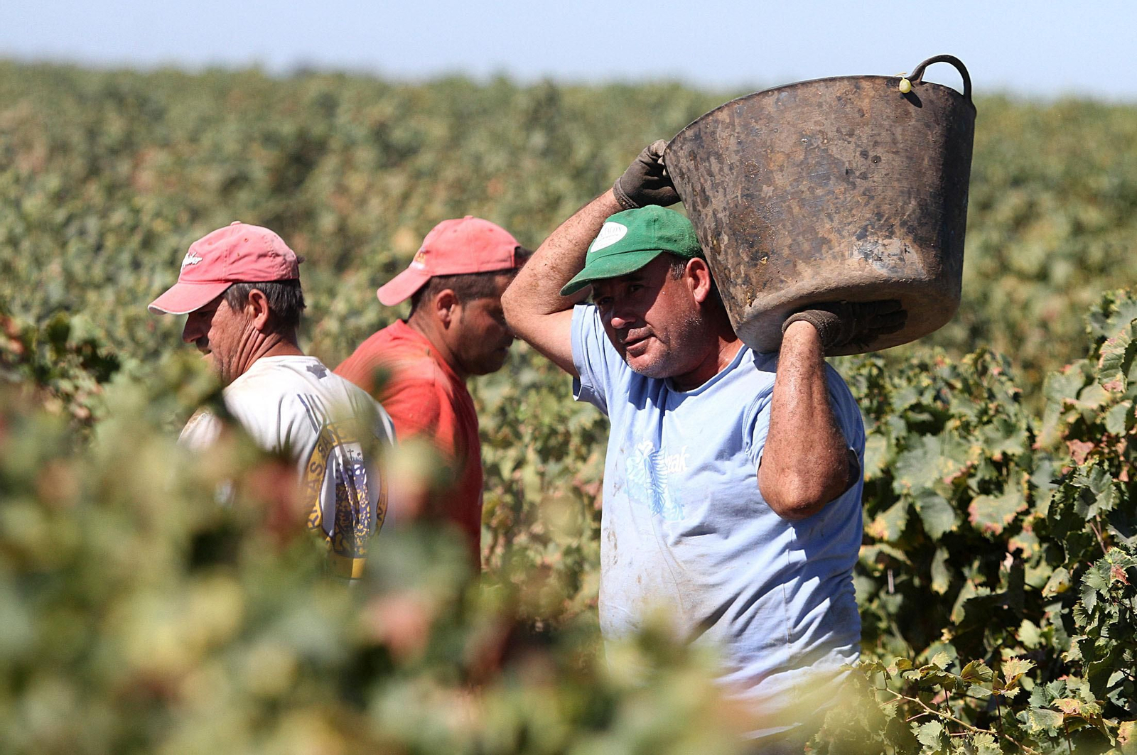 Jornaleros durante la vendimia.