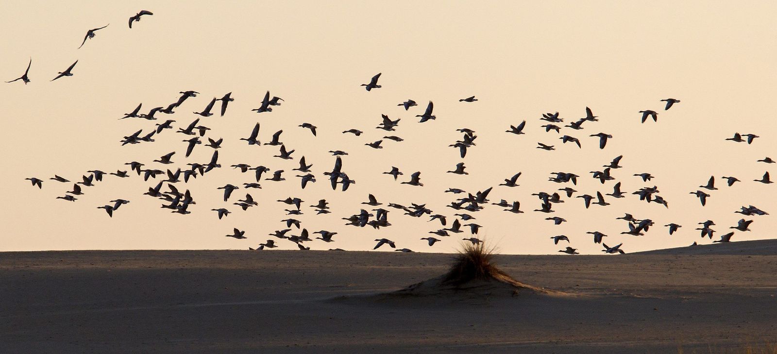 Un grupo de gansos sobrevuela Doñana.