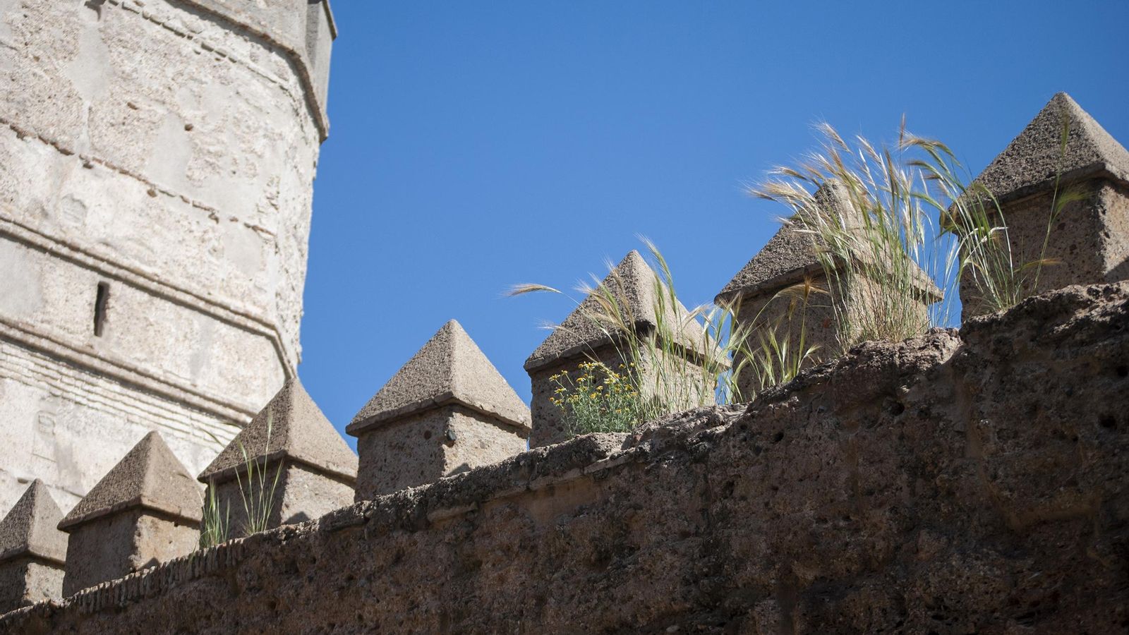 Jaramagos entre los merlones.