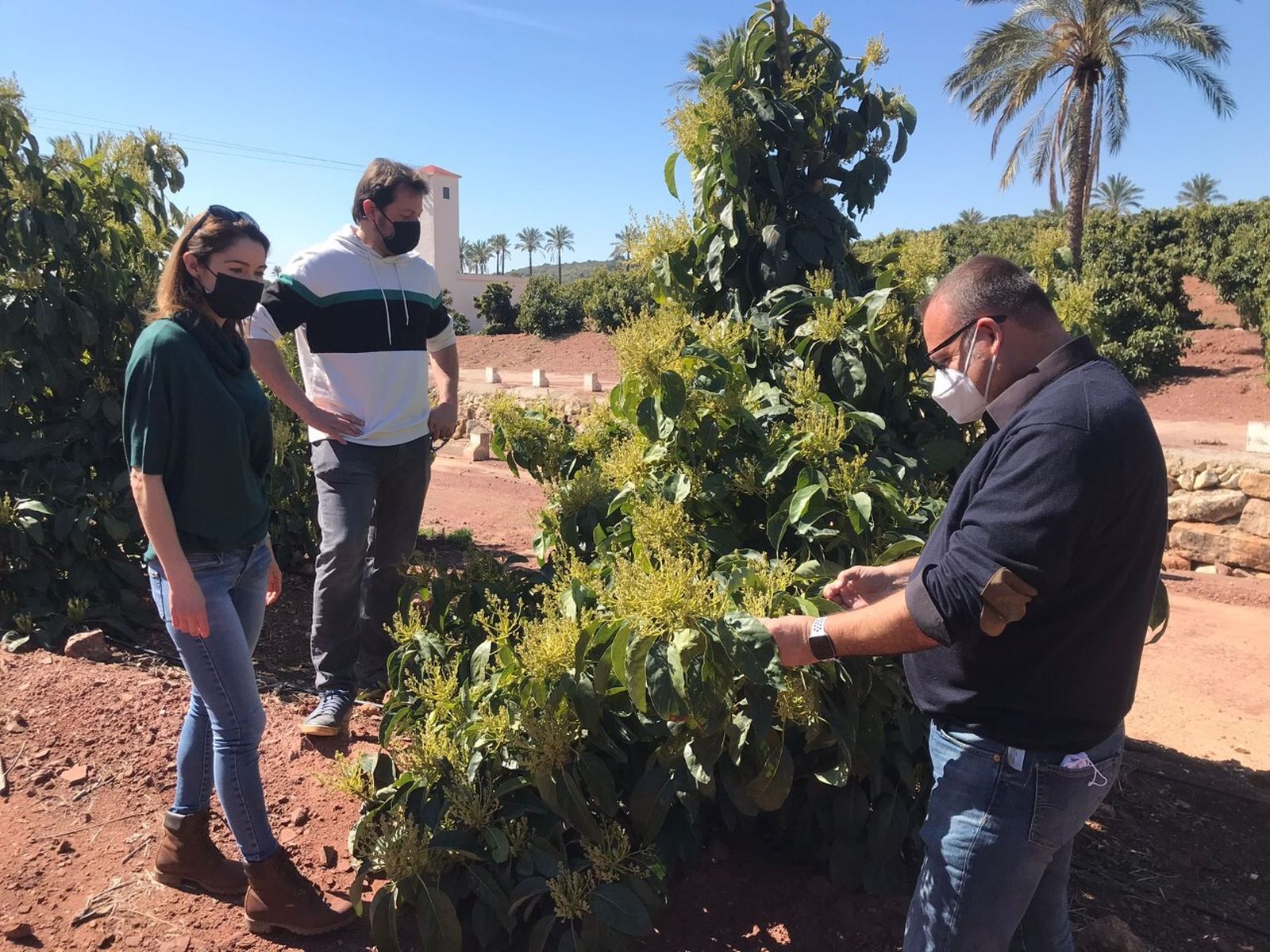 El gerente de Ecoculture Biosciences, Ángel Ruiz Serna, en cultivo de aguacate en Castellón.jpg