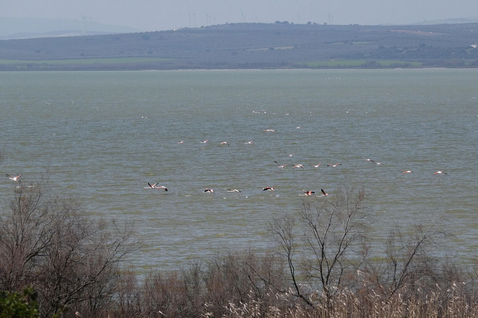 Las lluvias transforman el paisaje en el interior de Málaga, en imágenes