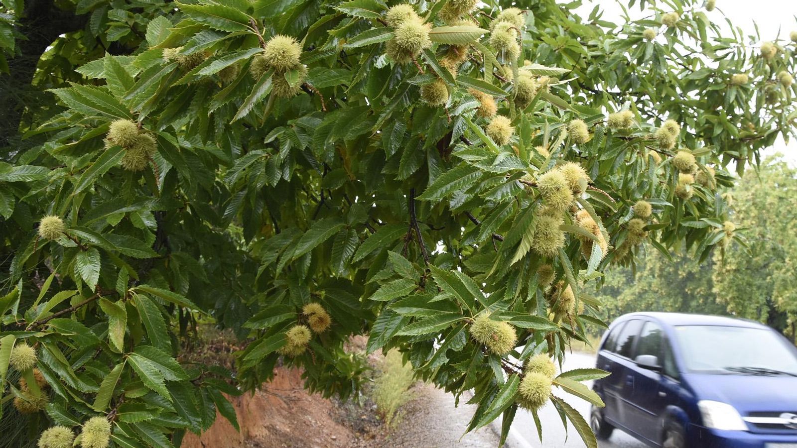 Castaño del Robledo, capital de la castaña