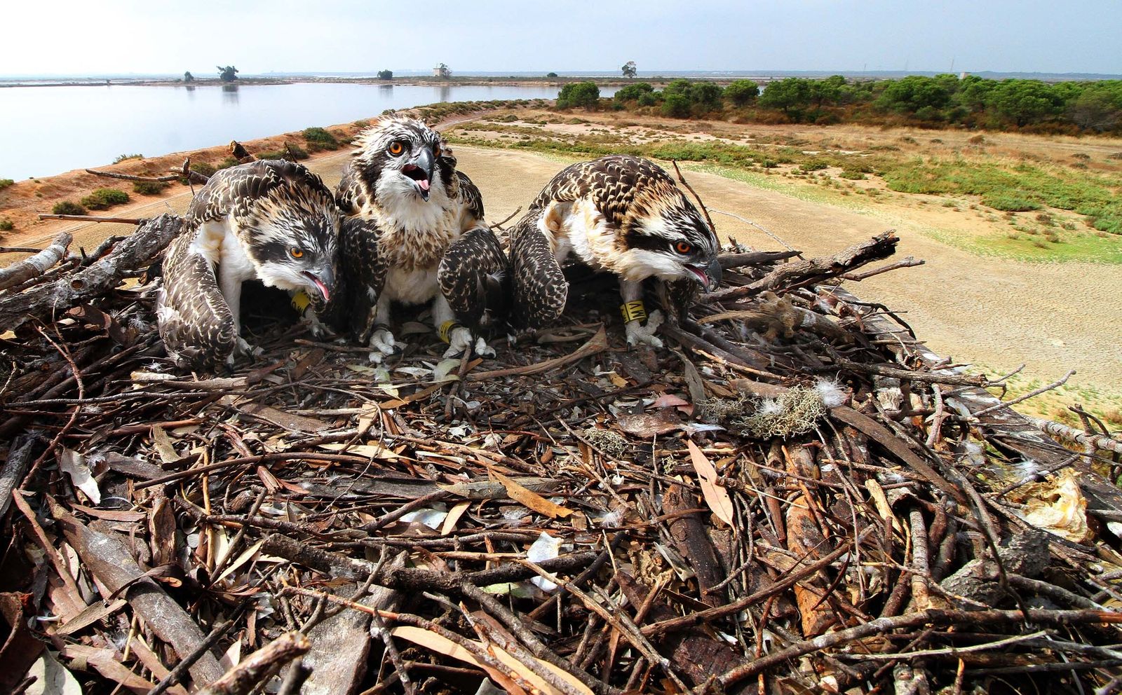Inauguración del nuevo observatorio del Águila Pescadora en Marismas del Odiel