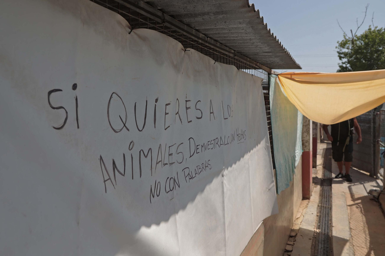 Imágenes de la protectora de animales del Campo de Gibraltar en Los Barrios