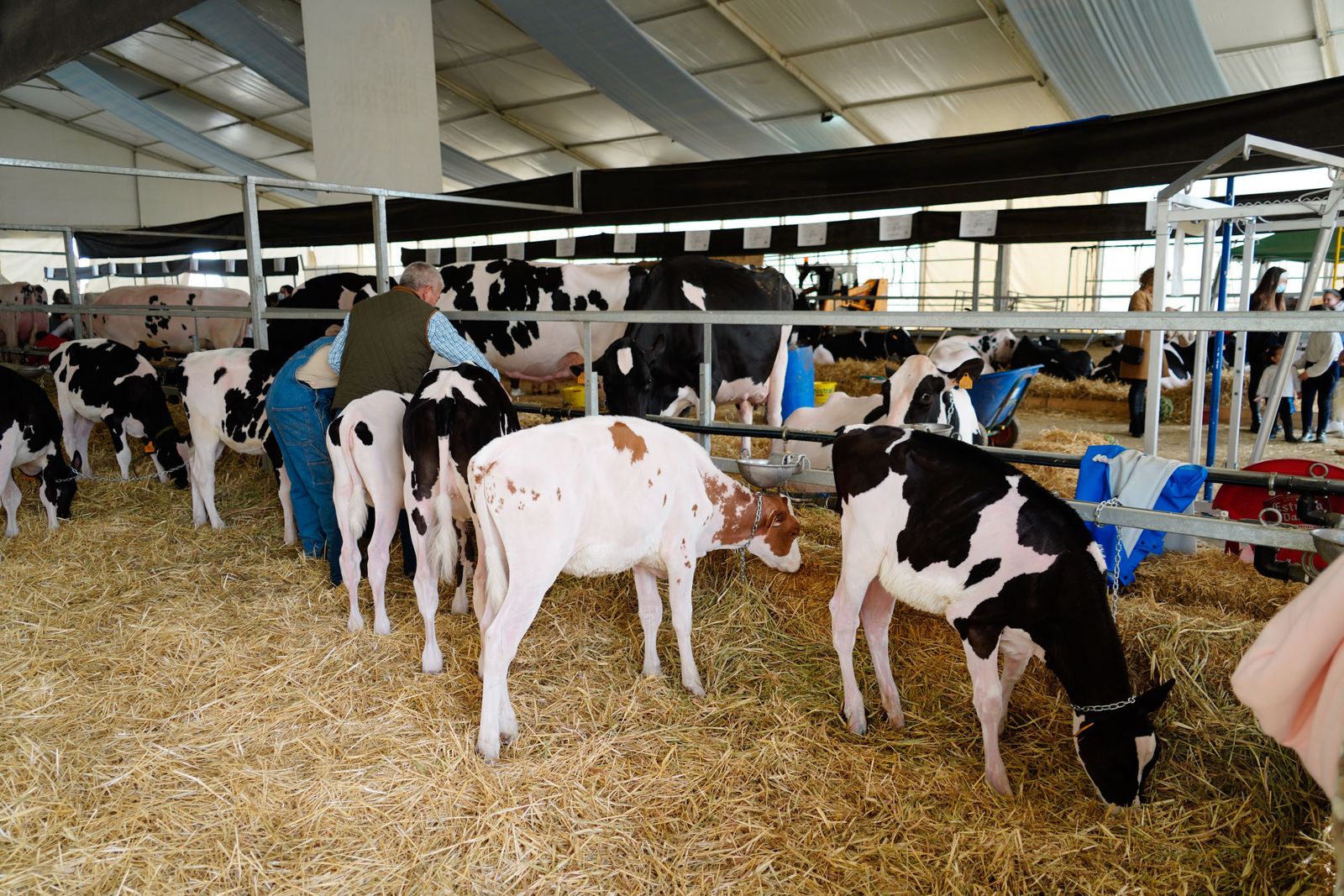 La Feria de Ganado Frisón Usías Holsteins de Dos Torres, en fotografías