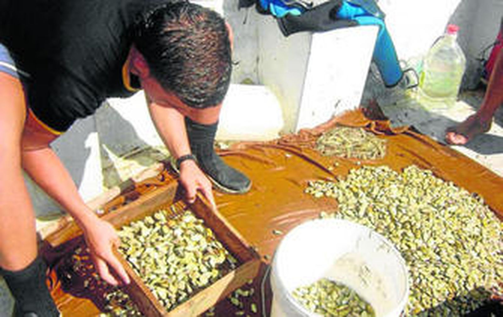 Un mariscador onubense selecciona las coquinas capturadas en la costa.