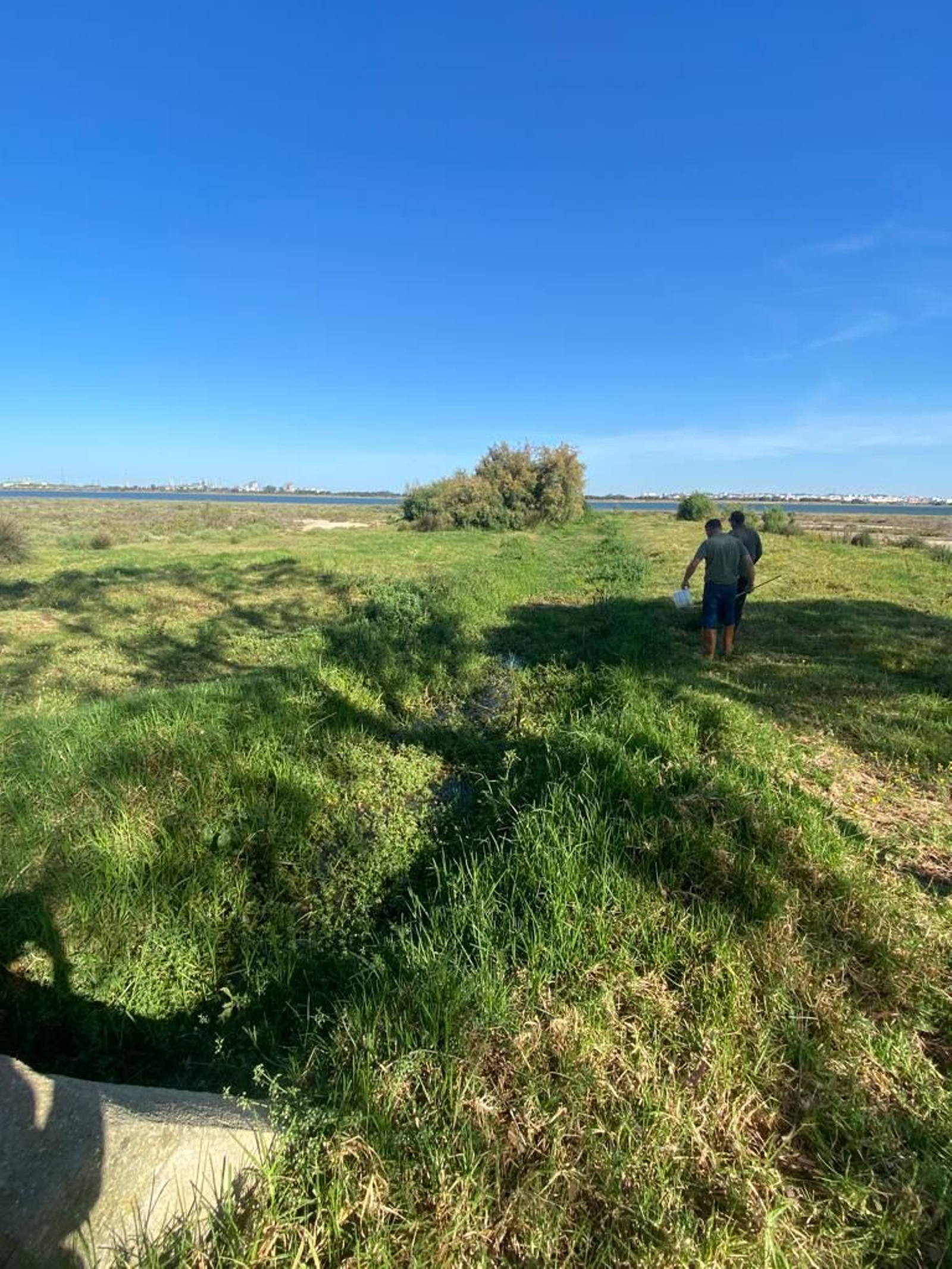 Trabajos para el control de mosquitos con virus del Nilo en Huelva. Trabajos para el control de mosquitos con virus del Nilo en Huelva.